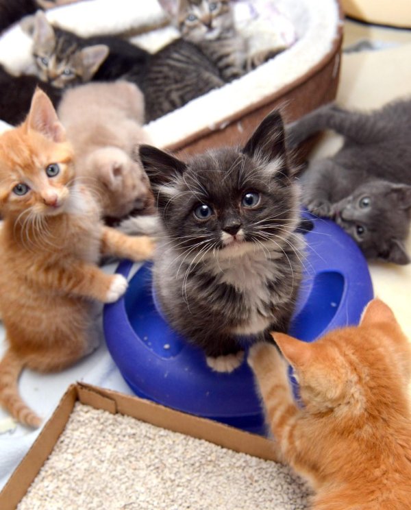 котята прикольные