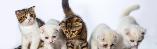 котята на рабочий стол