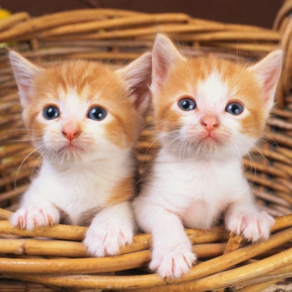 рыжие котята