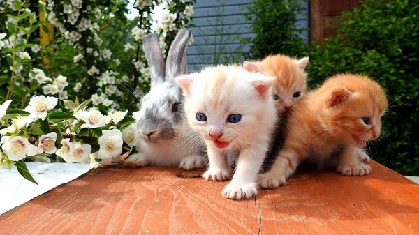 очаровательные котята