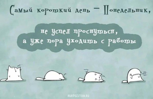 лень котики