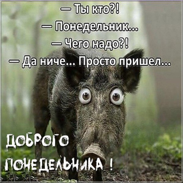 кабан смешной