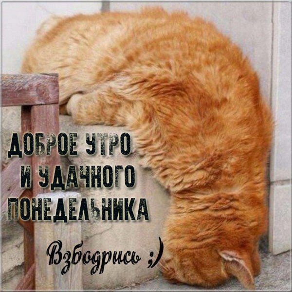 понедельник котики