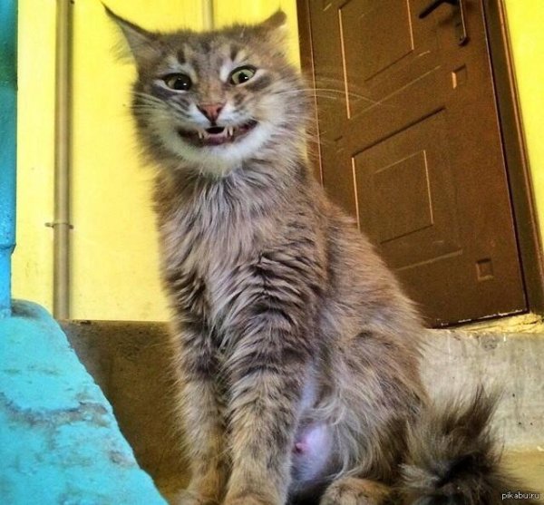 улыбка кот