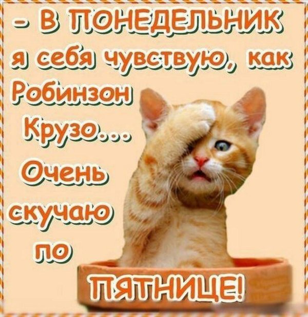 котенок рыжий