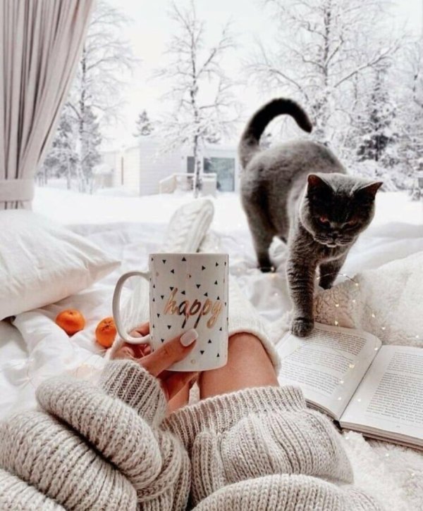 уютные коты