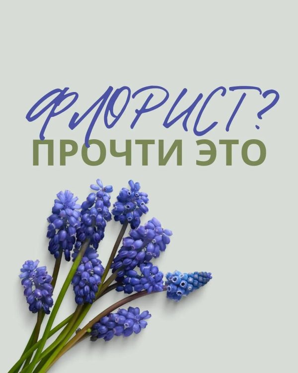 мускари мышиный гиацинт