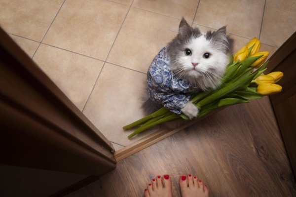 котик с букетом цветов