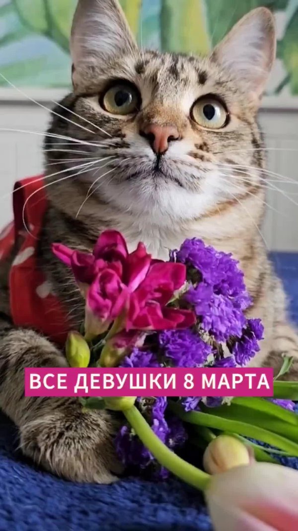 с 8 марта коты