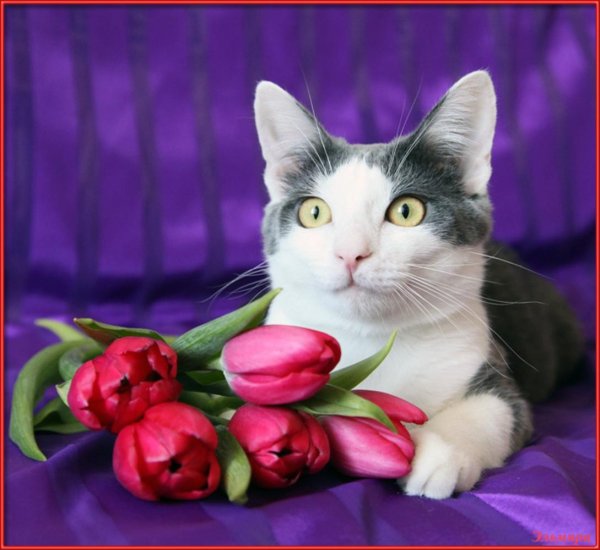котики с цветами