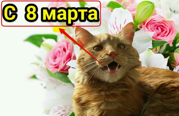 с 8 марта коты