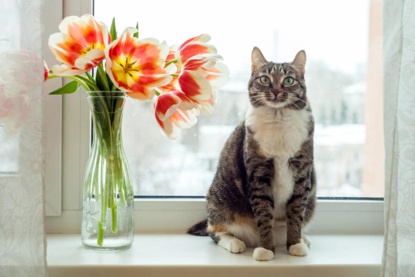 восьмимартовский кот