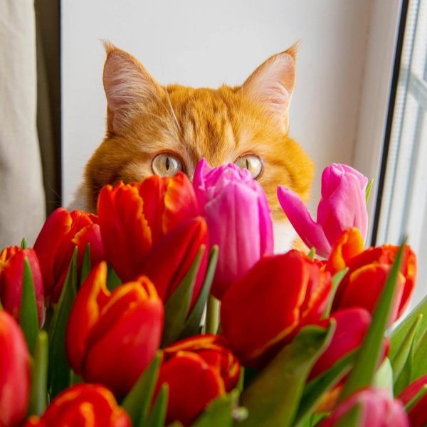 кошка с тюльпанами