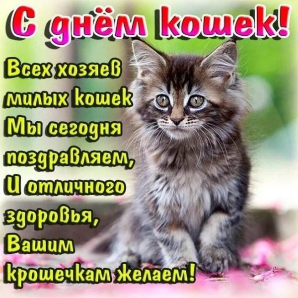 день кошки