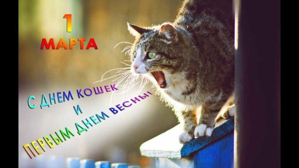 всемирный день кошек 1 марта