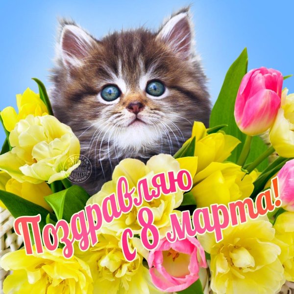 котенок с 8 марта