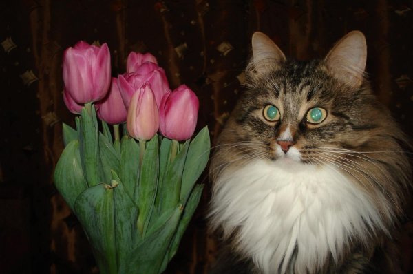 сибирский рекс кот