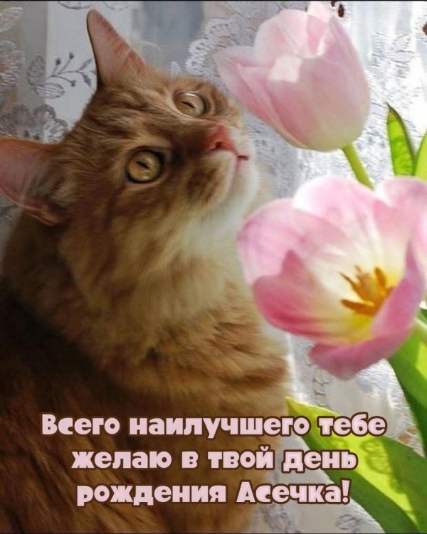котик весна