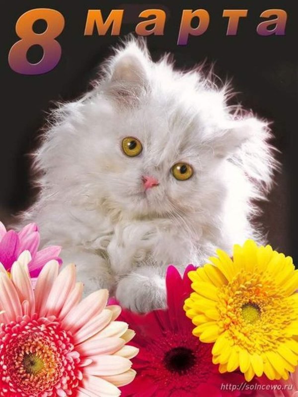 с 8 марта котенок