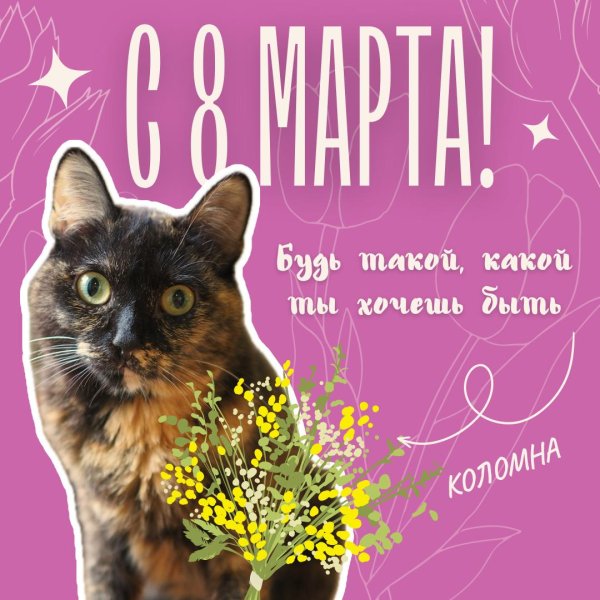 с 8 марта кот