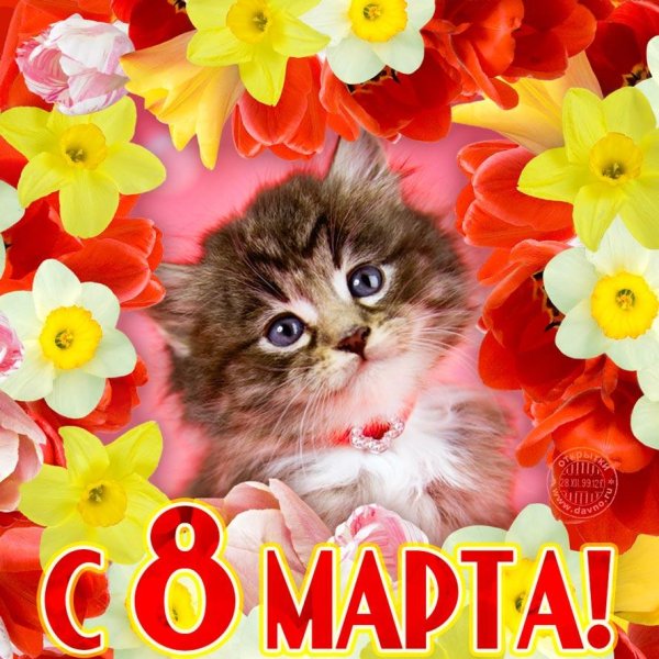 открытка на 8 марта котики