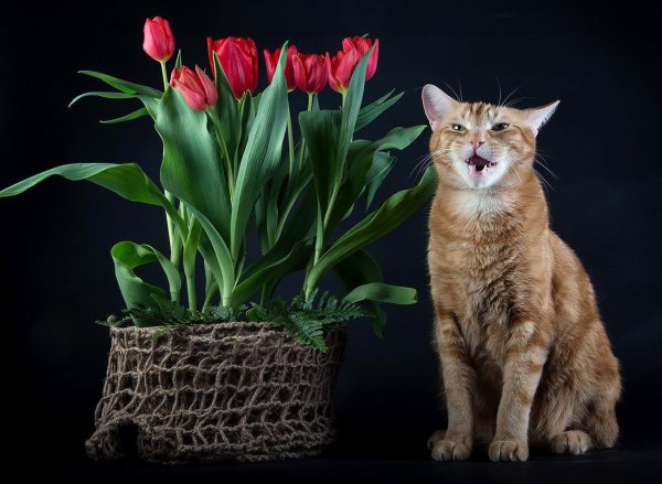 котик с тюльпанами