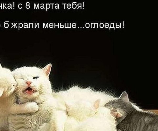 кошка котенок