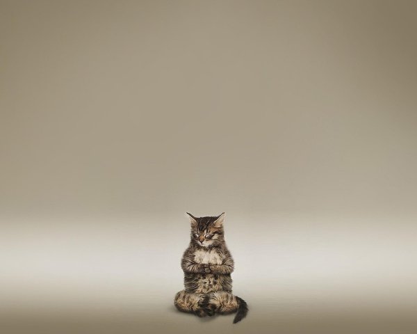кошка медитирует