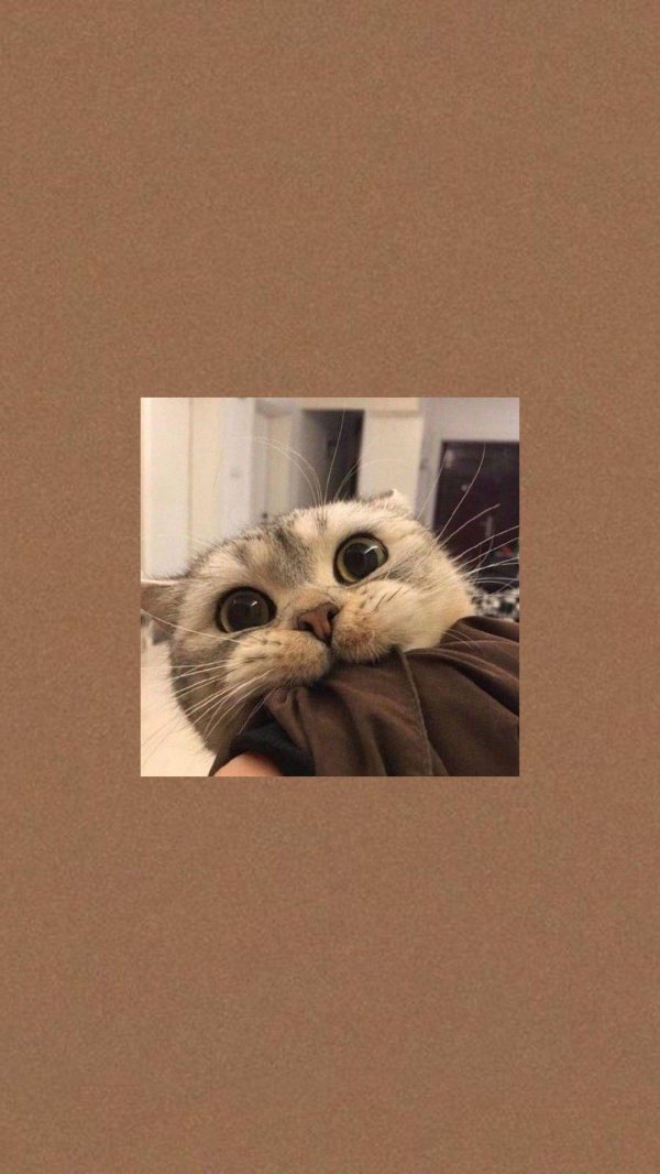 котики милые