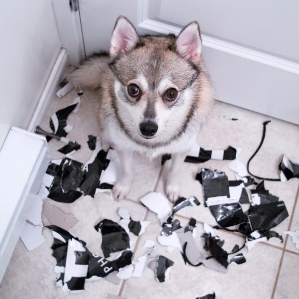 хаски помски