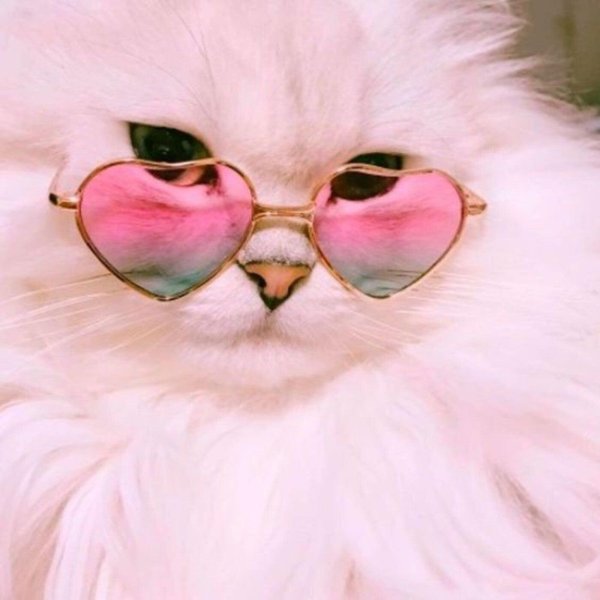 кошечка в очках