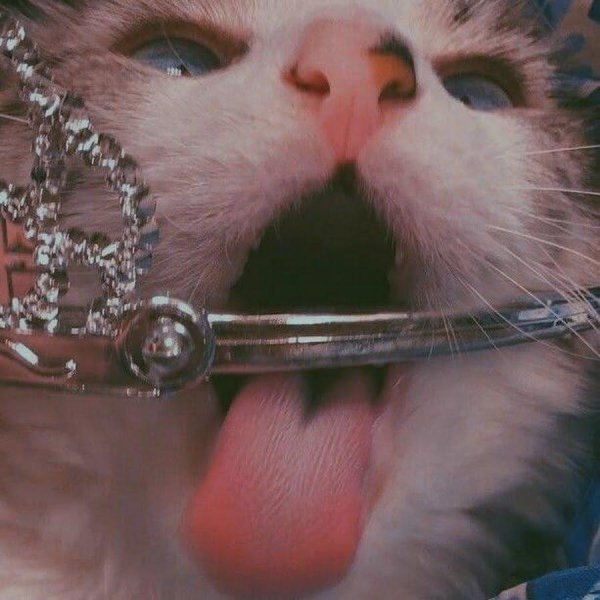 сумасшедшая кошка