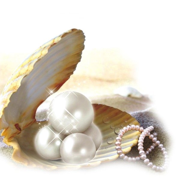 морская жемчужница моллюск