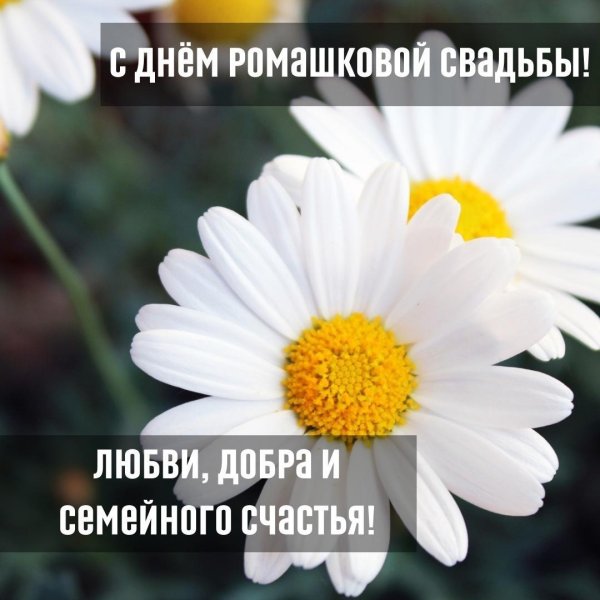 ромашка ко дню семьи любви и верности