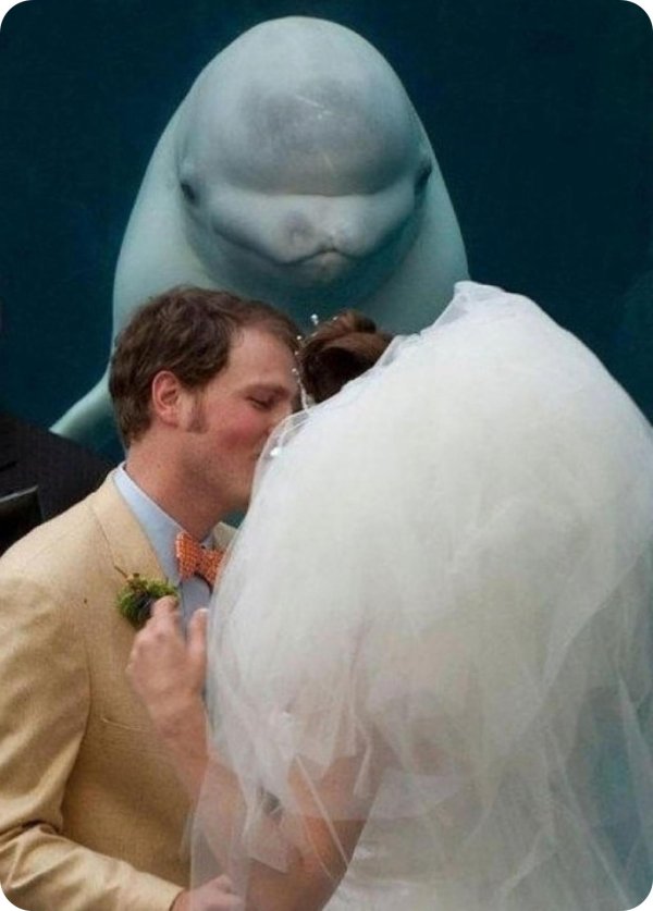 beluga whale
