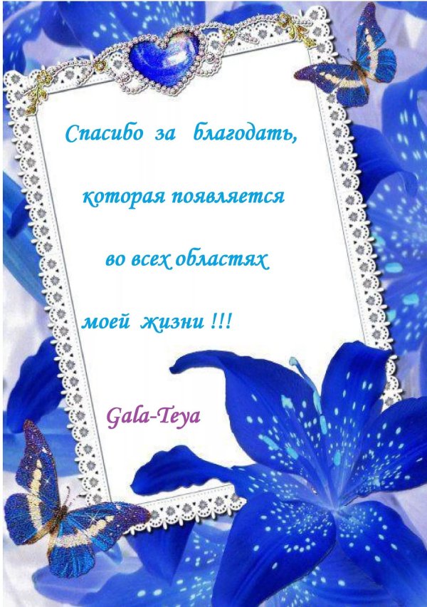 лилии синие