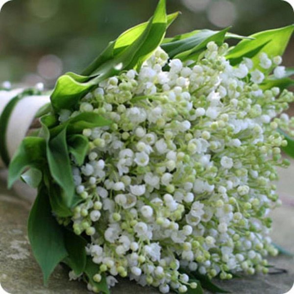 ландыши цветок