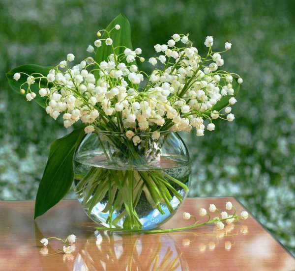 ландыш майский весной