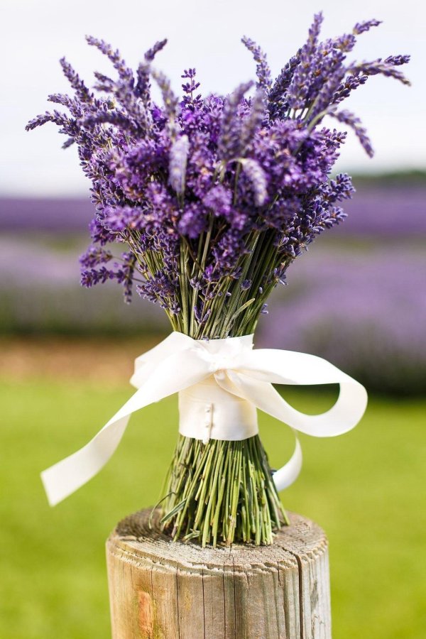 лаванда крупнолистная