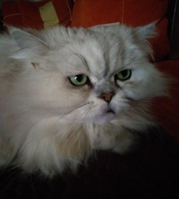 персидская шиншилла