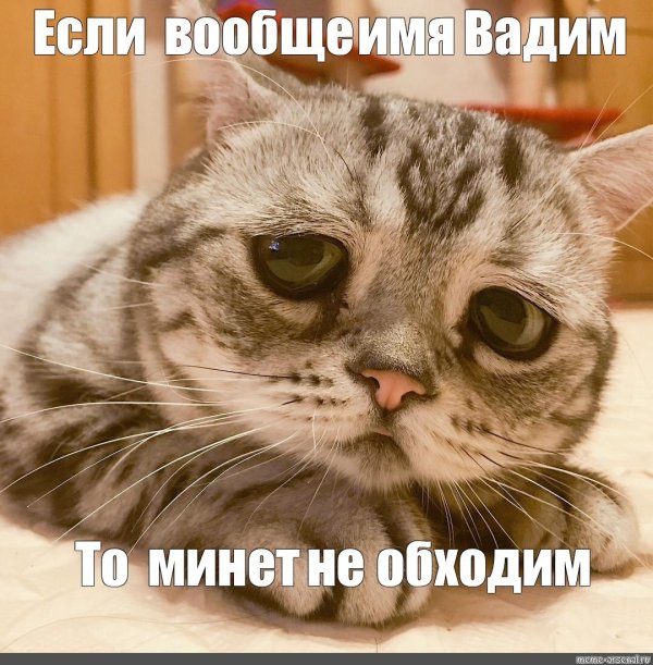 грустные коты