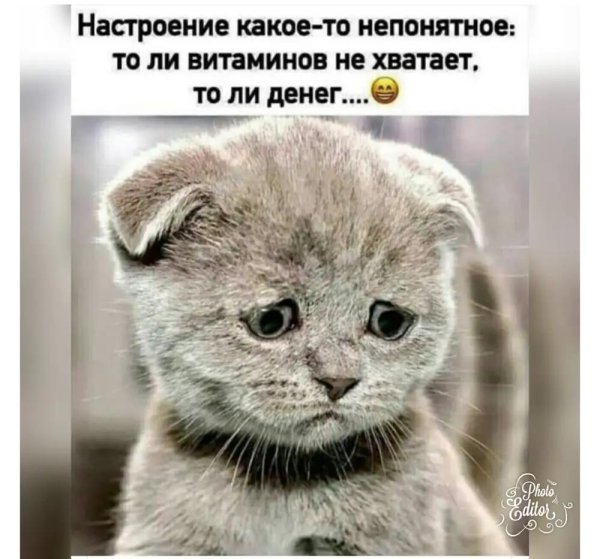 грустные котики
