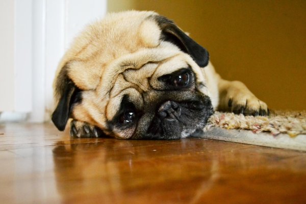 собака грустная