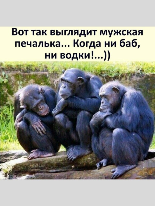 смешные шимпанзе