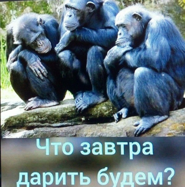 животные шимпанзе