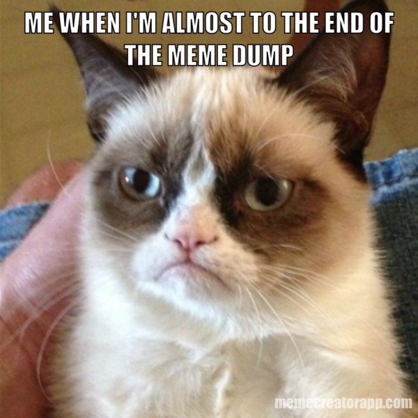 real grumpy cat