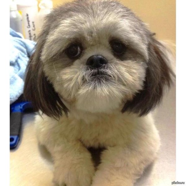 стрижка ши тцу