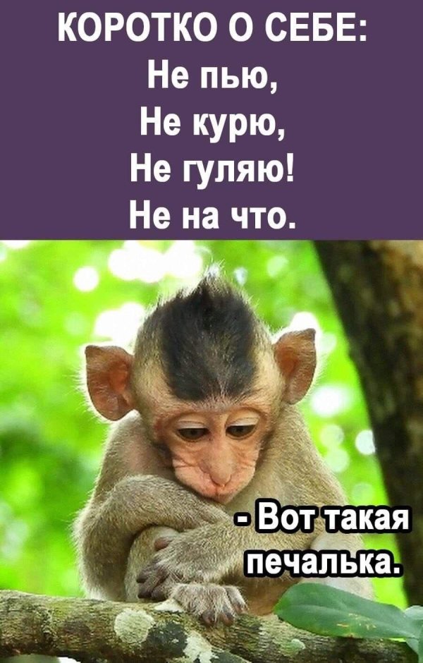 милые обезьянки