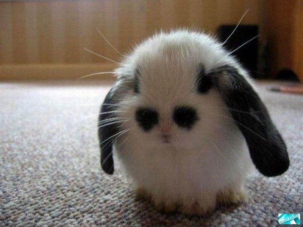 вислоухий кролик минилоп