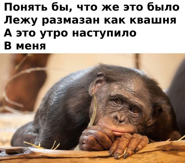 бонобо шимпанзе